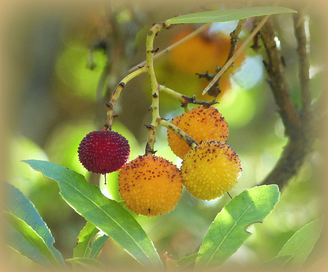 ...fruits d"automne:les arbouses...