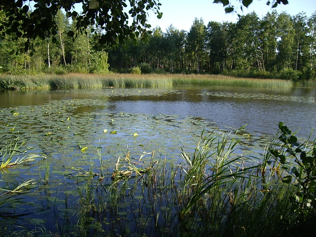 Träsk - Marais, Finland