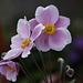 20110818 6392RAw [D~LIP] Herbst-Anemone (Anemone hupehensis), Bad Salzuflen
