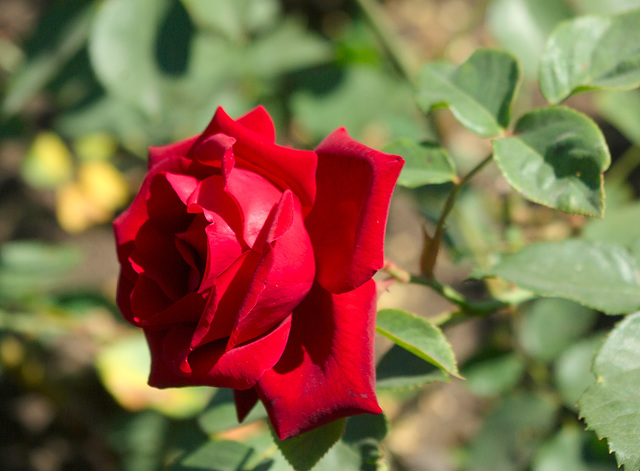 Le Rouge et Le Noir - Hybrid T Rose, Jardin des Plantes de Rouen - May 2011