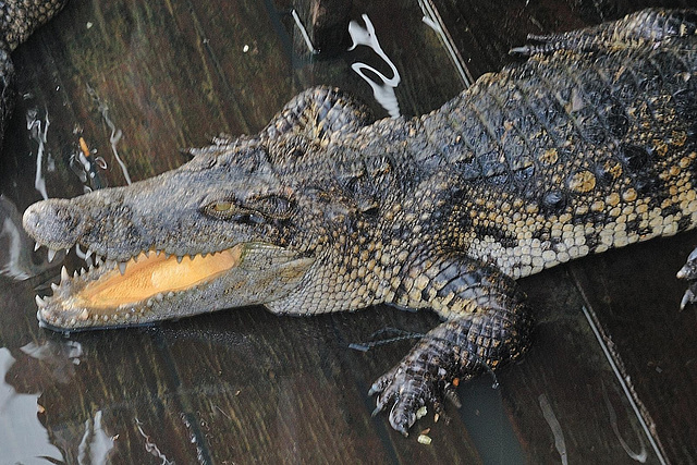 No crocs in Tonlé Sap