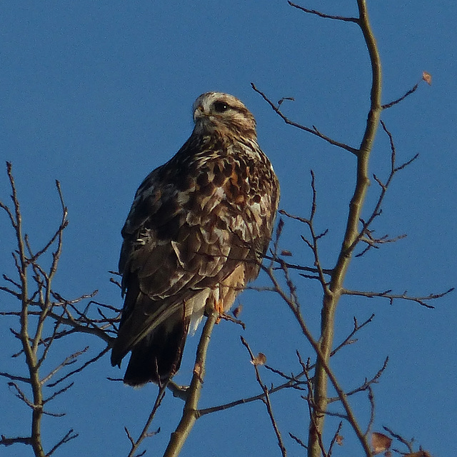 Rough-legged Hawk