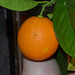 Oranger sanguinelli DSC 0344