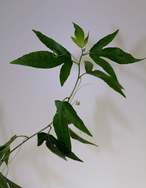 P. Jana