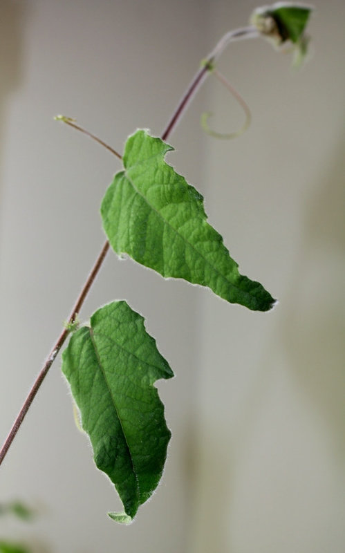 P. palmeri subpeltata