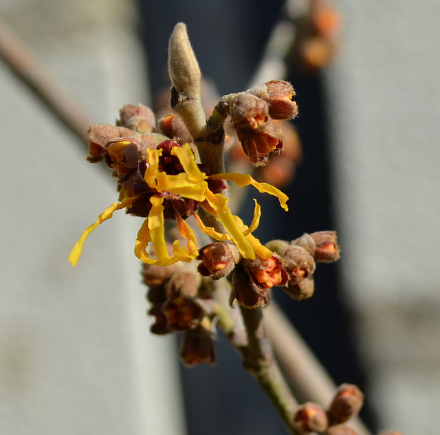 hamamelis intermédia 'orange beauty' DSC 0361