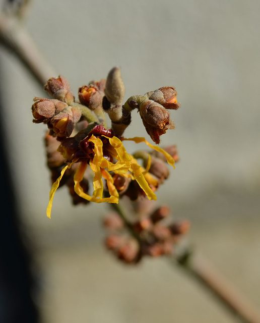 hamamelis intermédia 'orange beauty' DSC 0365