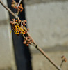 hamamelis intermédia 'orange beauty' DSC 0366