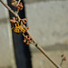 hamamelis intermédia 'orange beauty' DSC 0366