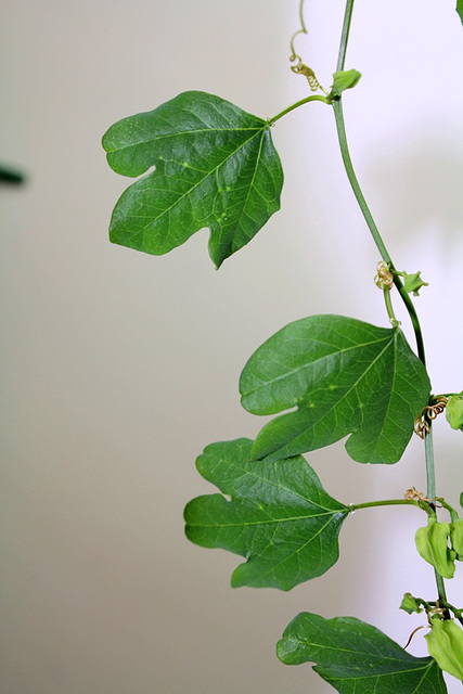 Passiflora aurantia