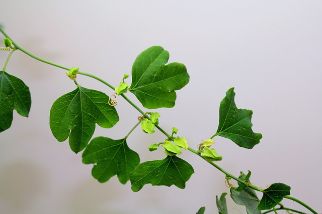 Passiflora aurantia  en boutons