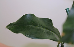 Passiflora capparidifolia