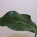Passiflora capparidifolia