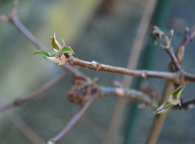 viburnum bodnantense 'dawn' DSC 0376