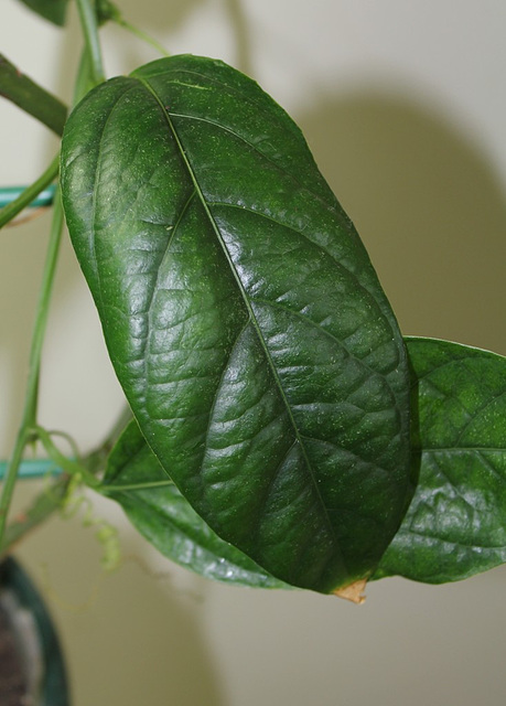 Passiflora macrocarpa Blue Moon