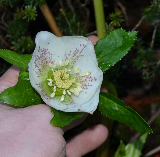 Helleborus orientalis var. guttatus DSC 0379