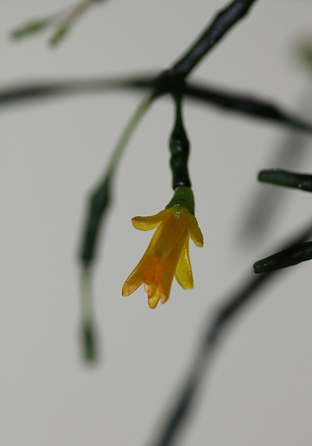 Hatiora salicornoïdes- début de floraison
