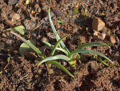 Muscari macrocarpum DSC 0383