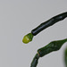 Hatiora salicornoïdes - bouton de fleur