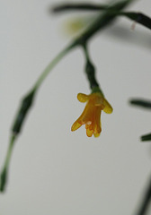 Hatiora salicornoïdes - début de floraison