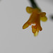 Hatiora salicornoïdes - la fleur