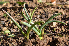 Muscari macrocarpum DSC 0386