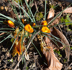 crocus DSC 0388