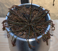 drosera capensis DSC 0389