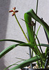 Lachenalia aloïdes- 1ere floraison de bulbilles
