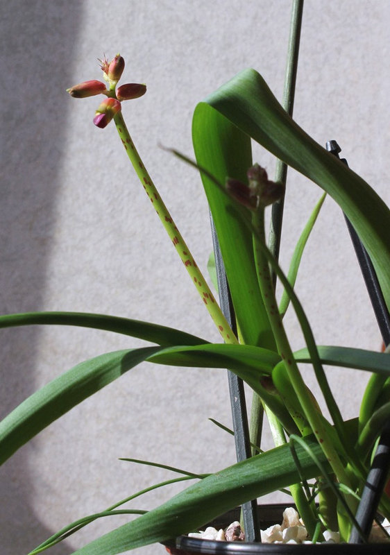 Lachenalia aloïdes- 1ere floraison de bulbilles