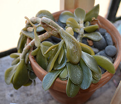 crassula ovata DSC 0391