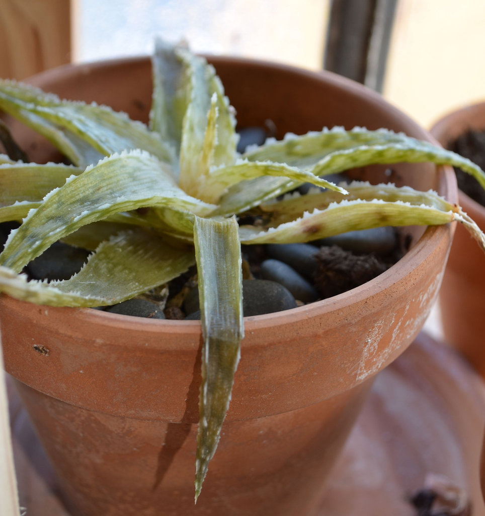 aloe rauhii snowflake DSC 0392