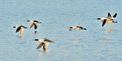 Vol de canards harle bièvre...