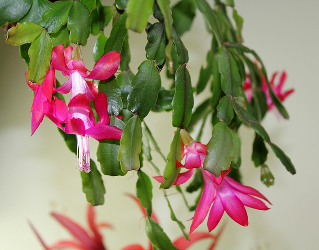 Schlumbergera russeliana