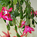 Schlumbergera russeliana