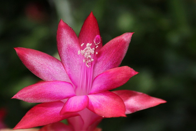 Schlumbergera russeliana