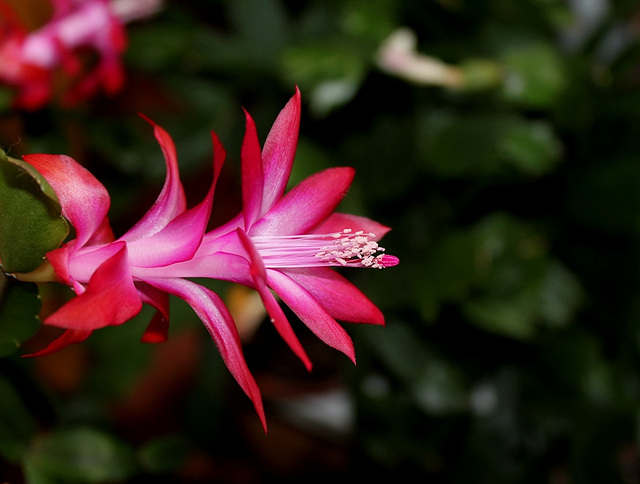 Schlumbergera russeliana