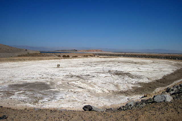 Sonny Bono NWR (1801)