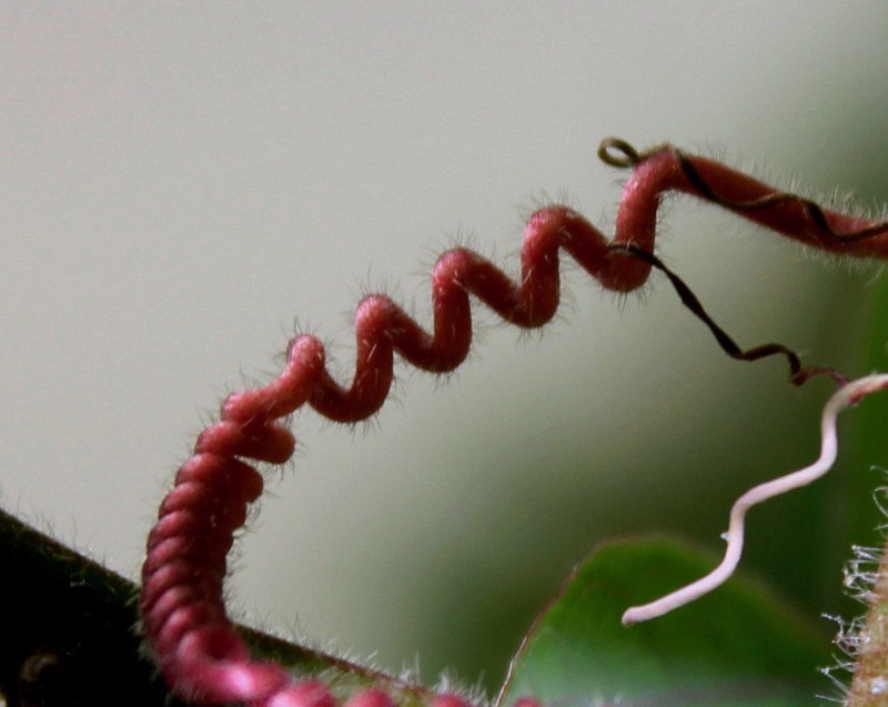 reptation