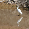 Sonny Bono NWR (2766)