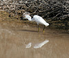 Sonny Bono NWR (2769)