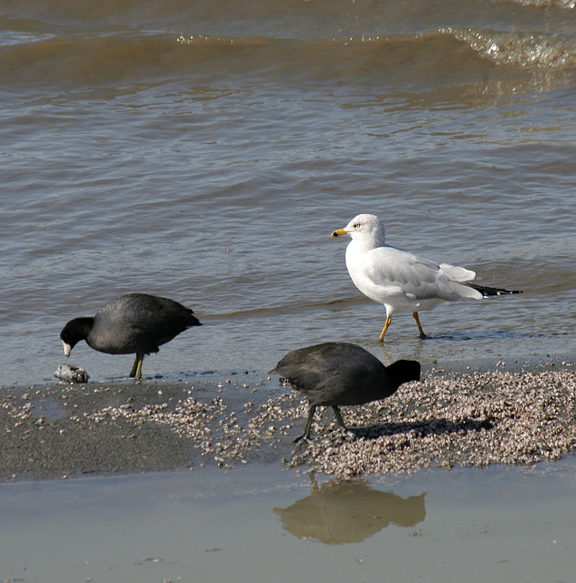 Sonny Bono NWR (2771)