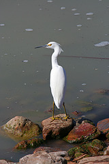 Sonny Bono NWR (2774)