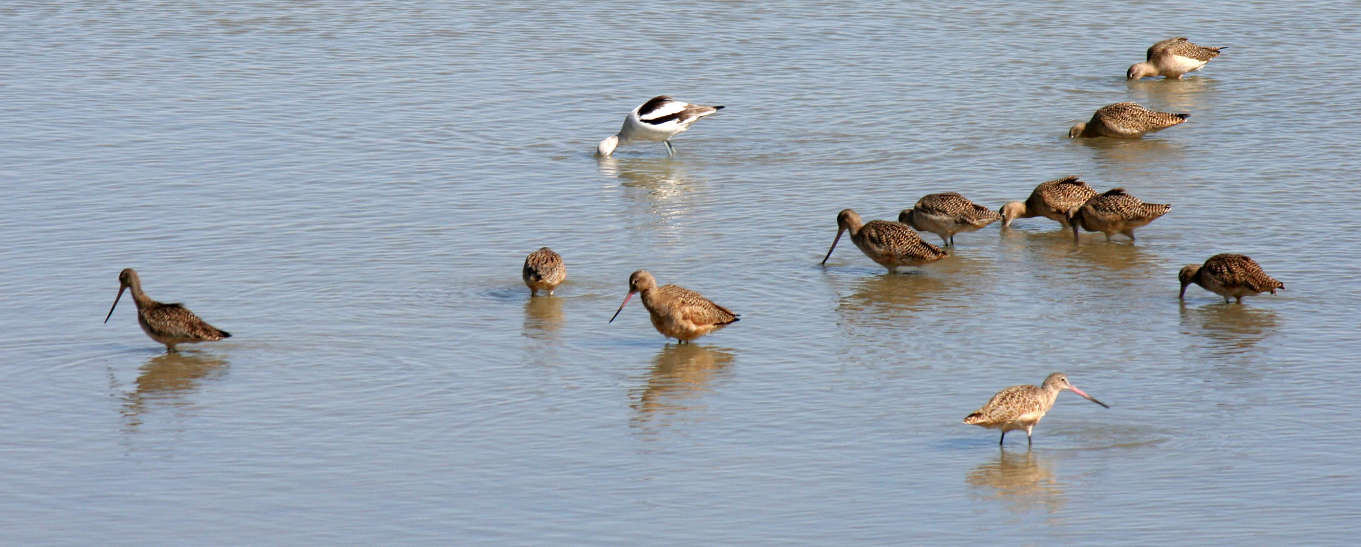 Sonny Bono NWR (2777)