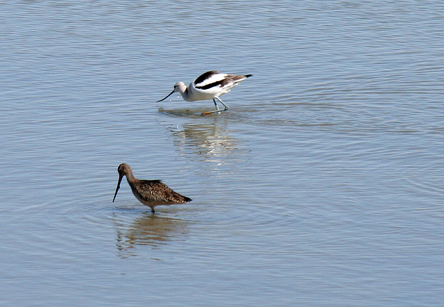 Sonny Bono NWR (2779)