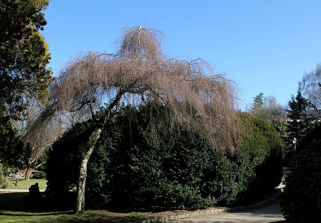 Betula alba pleureur