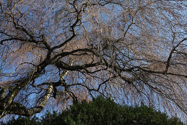 Betula alba pleureur (2)