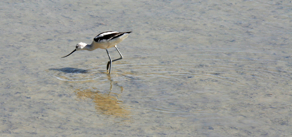 Sonny Bono NWR (2789)