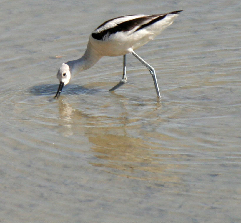 Sonny Bono NWR (2792)