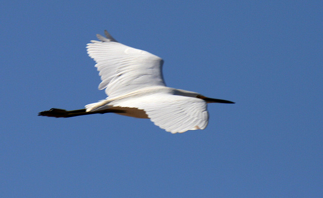 Sonny Bono NWR (2795)